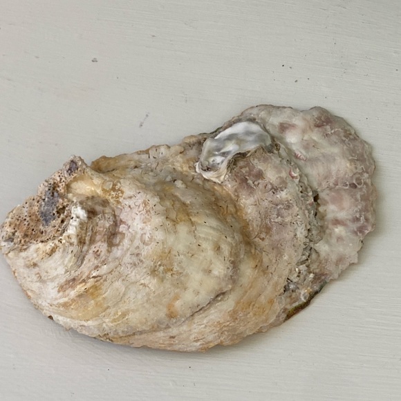 HANDMADE DECOUPAGE TOPIARY OYSTER SHELL TRINKET RING DISH or HANGING ORNAMENT - Picture 12 of 14